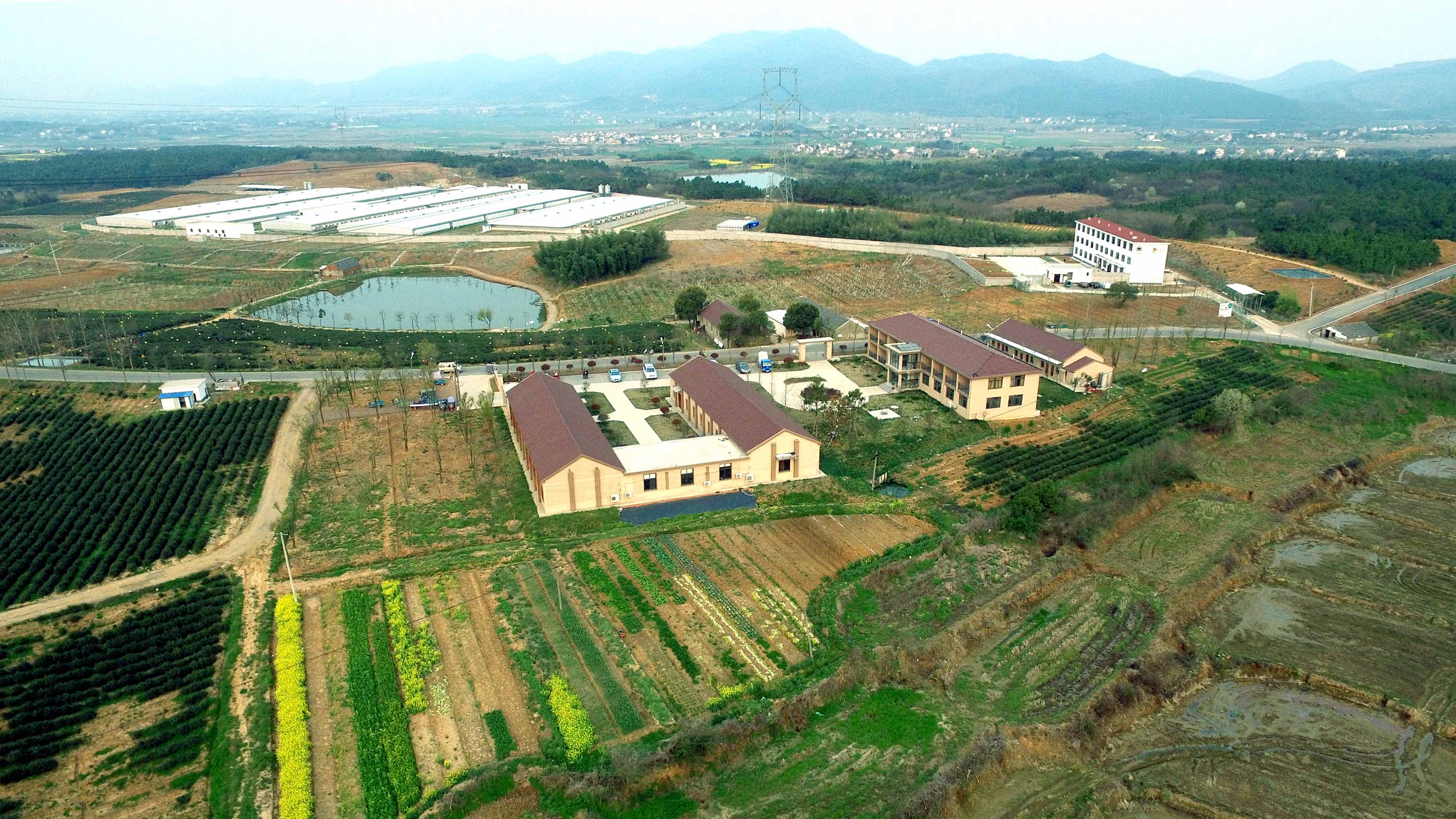 十里长岗千亩茶园